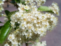 Preview: Pyracantha Red Column Blüte